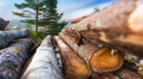 wood