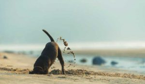 dog digging