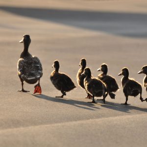 Leading for Creativity