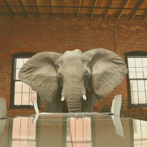 Elephant in the room